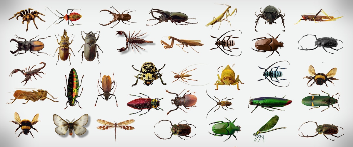 Insect Pest Control Services in Singapore | Killem Pest