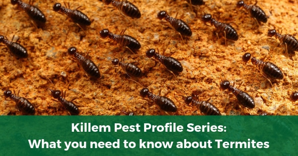 what you need to know about termites