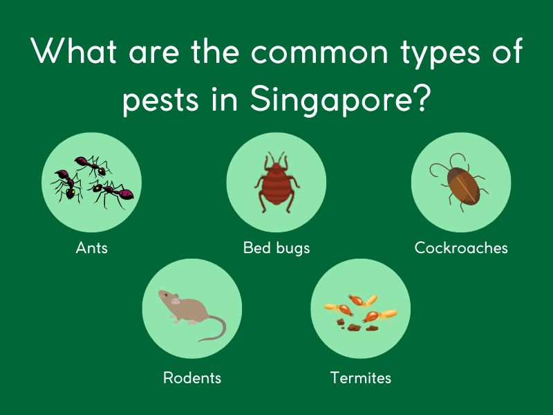 Common pest types in Singapore