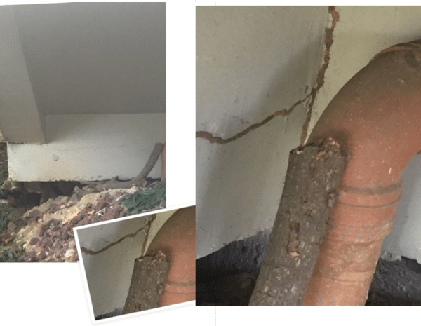 Subterranean Termite Infestation Wall Pipe