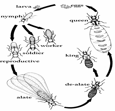 Termite Lifecycle