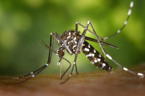 Aedes Mosquito