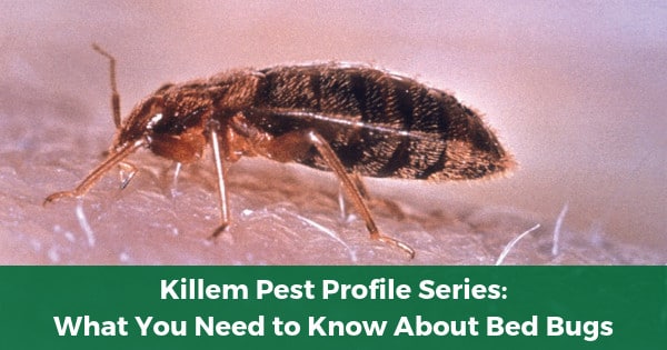 Killem Pest Profile Series: What You Need to Know About Bed Bugs