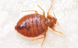 Bed Bugs Close Up