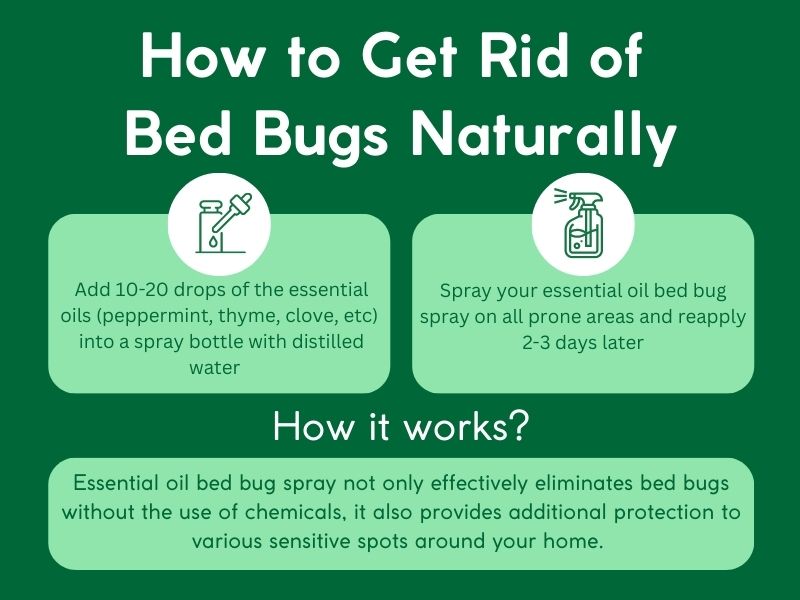 get rid of bed bugs naturally infographic