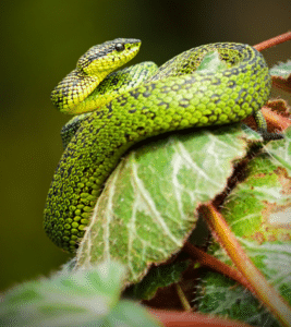 Garden Snake