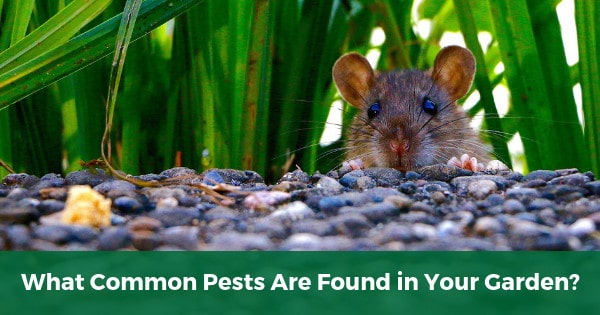 What Common Pests Are Found in Your Garden?