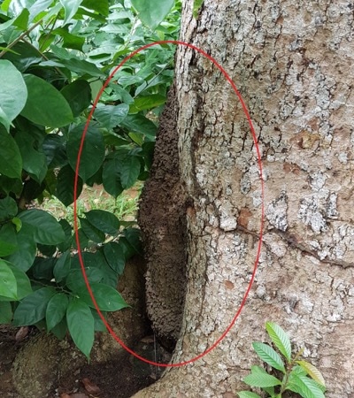 Termite Mound by Tree