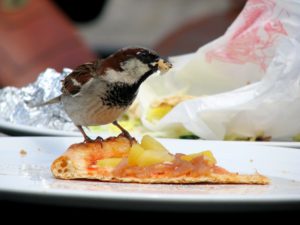 Pest Bird on Food