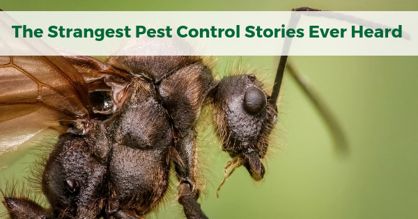 The Strangest Pest Control Stories Ever Heard