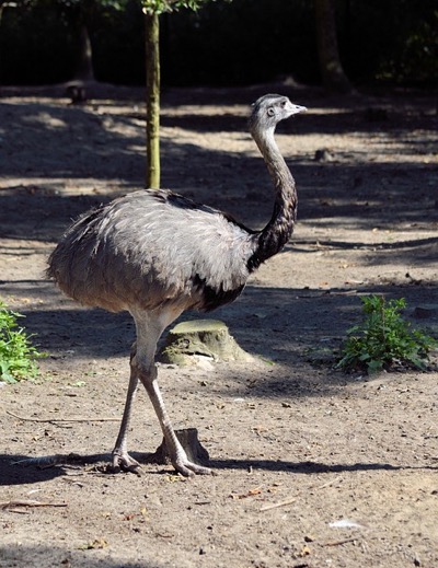 Emu Pests