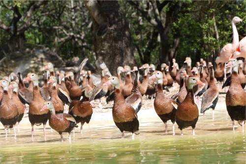 Ducks for Pest Control