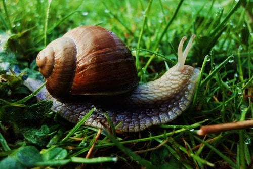 Killer snails
