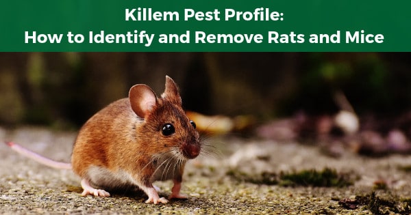 Killem Pest Profile: How to Identify and Remove Rats and Mice
