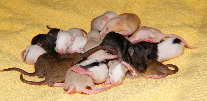 Example of a Mice Infestation