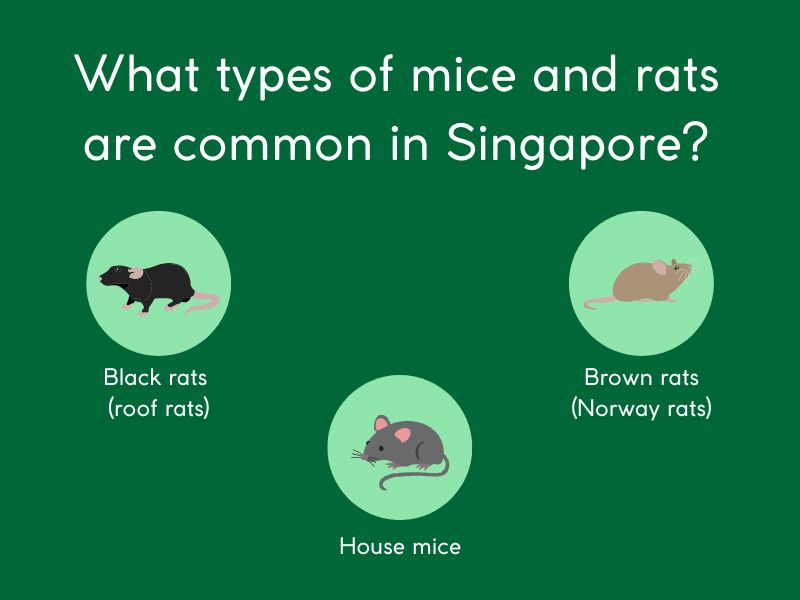 types of rats and mice in Singapore infographic