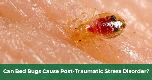 Can Bed Bugs Cause Post Traumatic Stress Disorder?