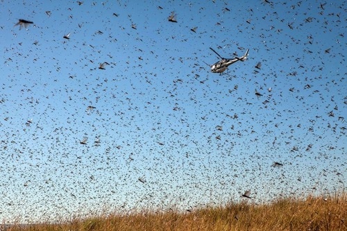 Locust Swarm