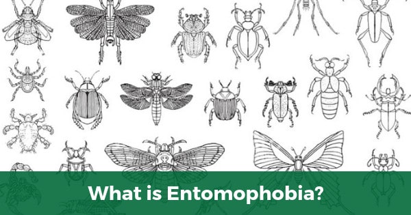 What is Entomophobia?