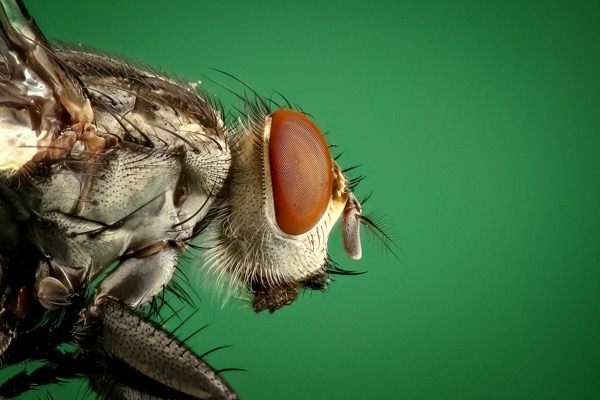 Insect Close Up
