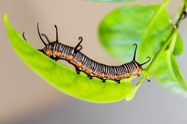 Insect On Leaf