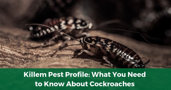 what you need to know about cockroaches