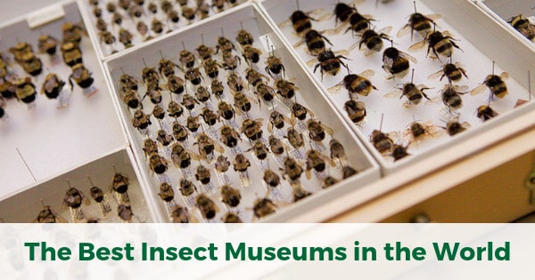 The Best Insect Museums in the World