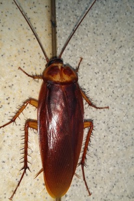 cockroach