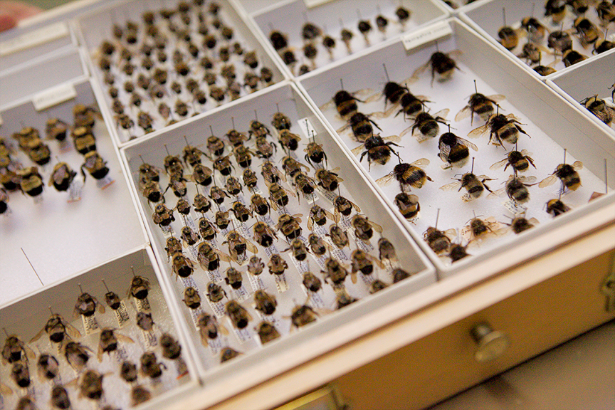 Lyman Entomological Museum-species-collection
