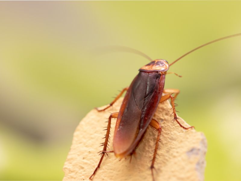 types of cockroaches in singapore