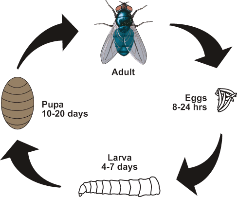 house fly adult