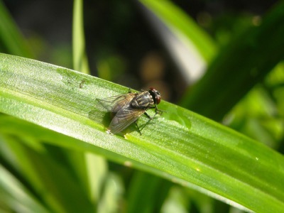 Fly Life Cycle