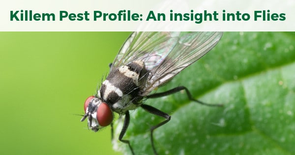 Killem Pest Profile: An insight into Flies