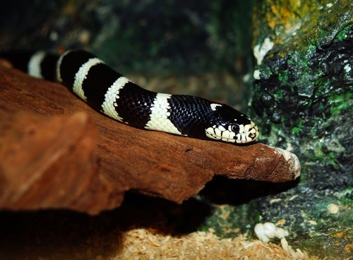 Snake - Banded Krait