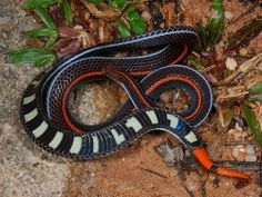 Banded Malayan Coral Snake