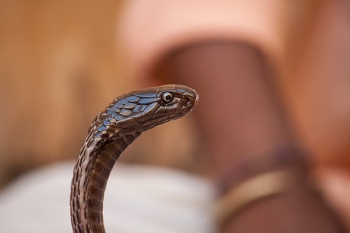 black spitting cobra snake