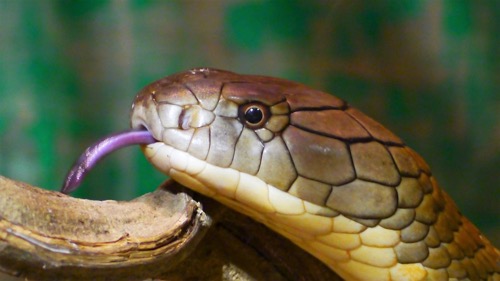 Snakes - King Cobra