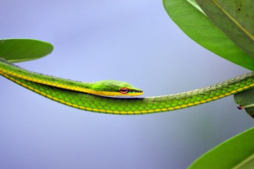 Snakes - Oriental Whip Snake