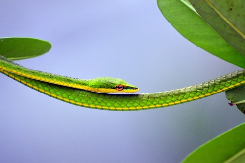 Killem Pest Profile The 6 Common Snakes In Singapore Killem Pest