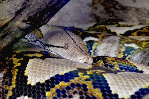 Snakes - Reticulated Python