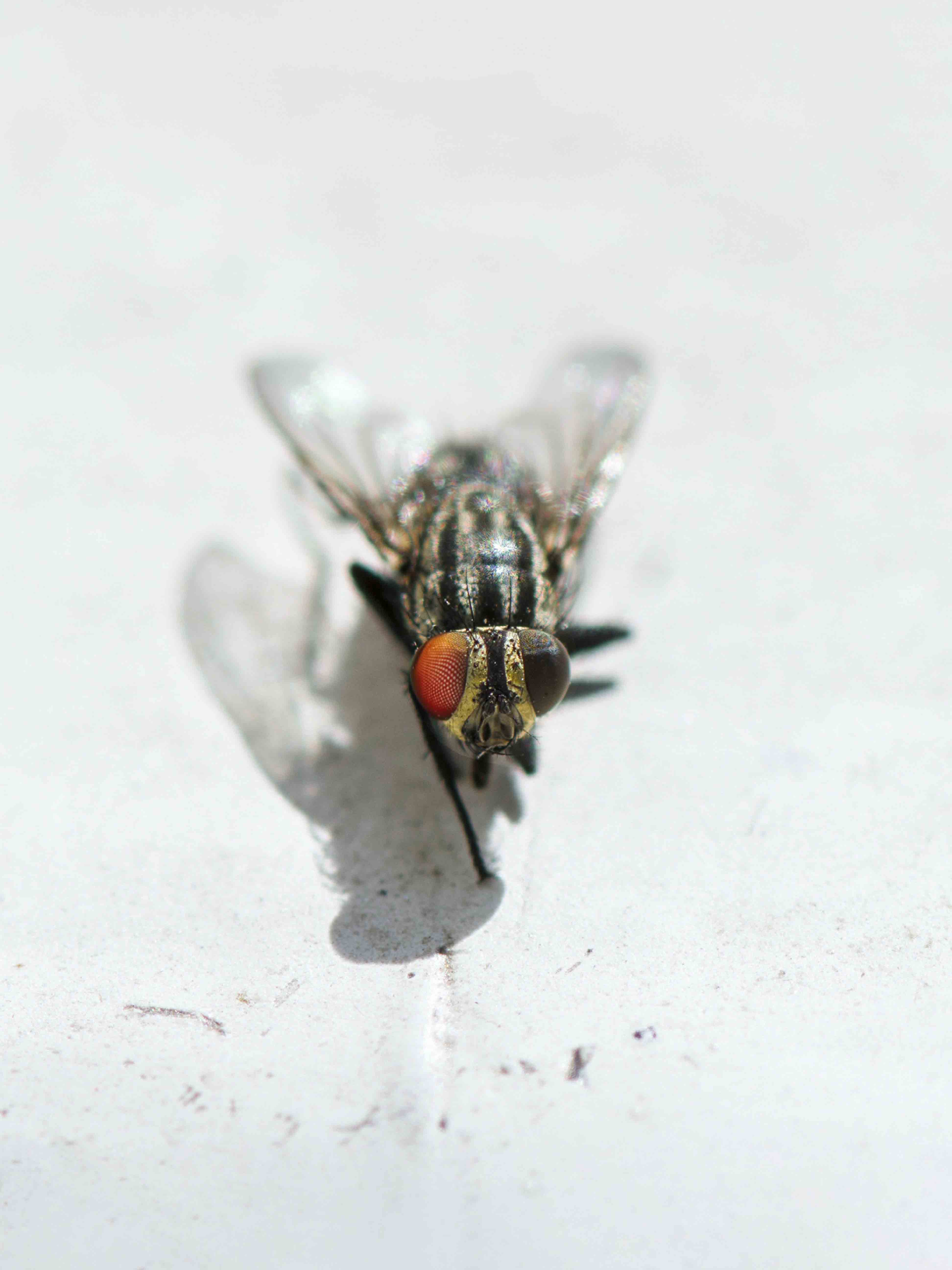 the dangers of flies