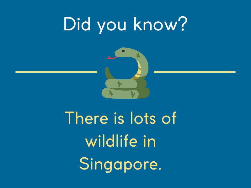 wildlife in singapore