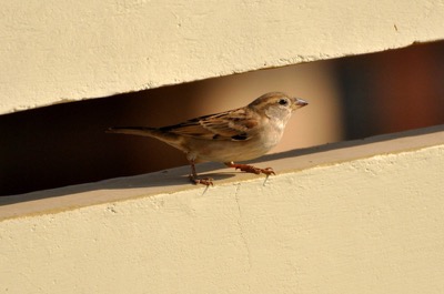 Strange Pest Control Stories_Sparrow