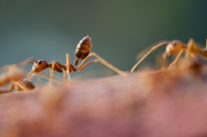 Close Up Of Ants