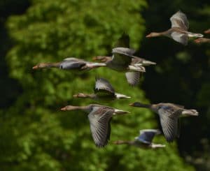 Flock of Geese