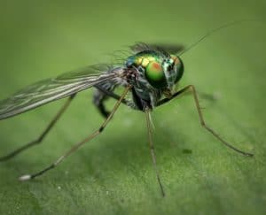 Close Up Of A Fly