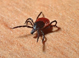 Close Up Of A Tick