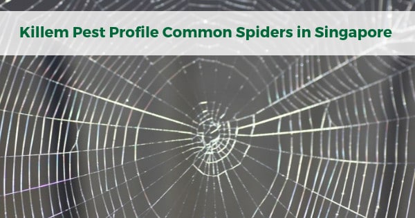 Killem Pest Profile: Common Spiders in Singapore