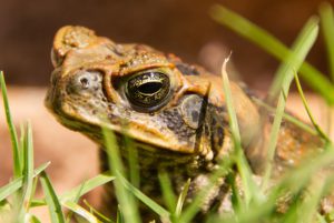 Cane Toad