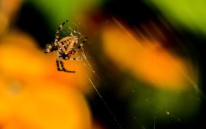 Orange spider on web